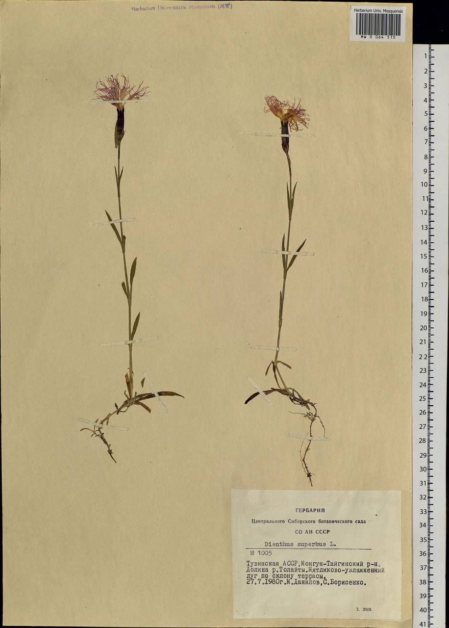 Dianthus superbus, Siberia, Altai & Sayany Mountains (S2) (Russia)