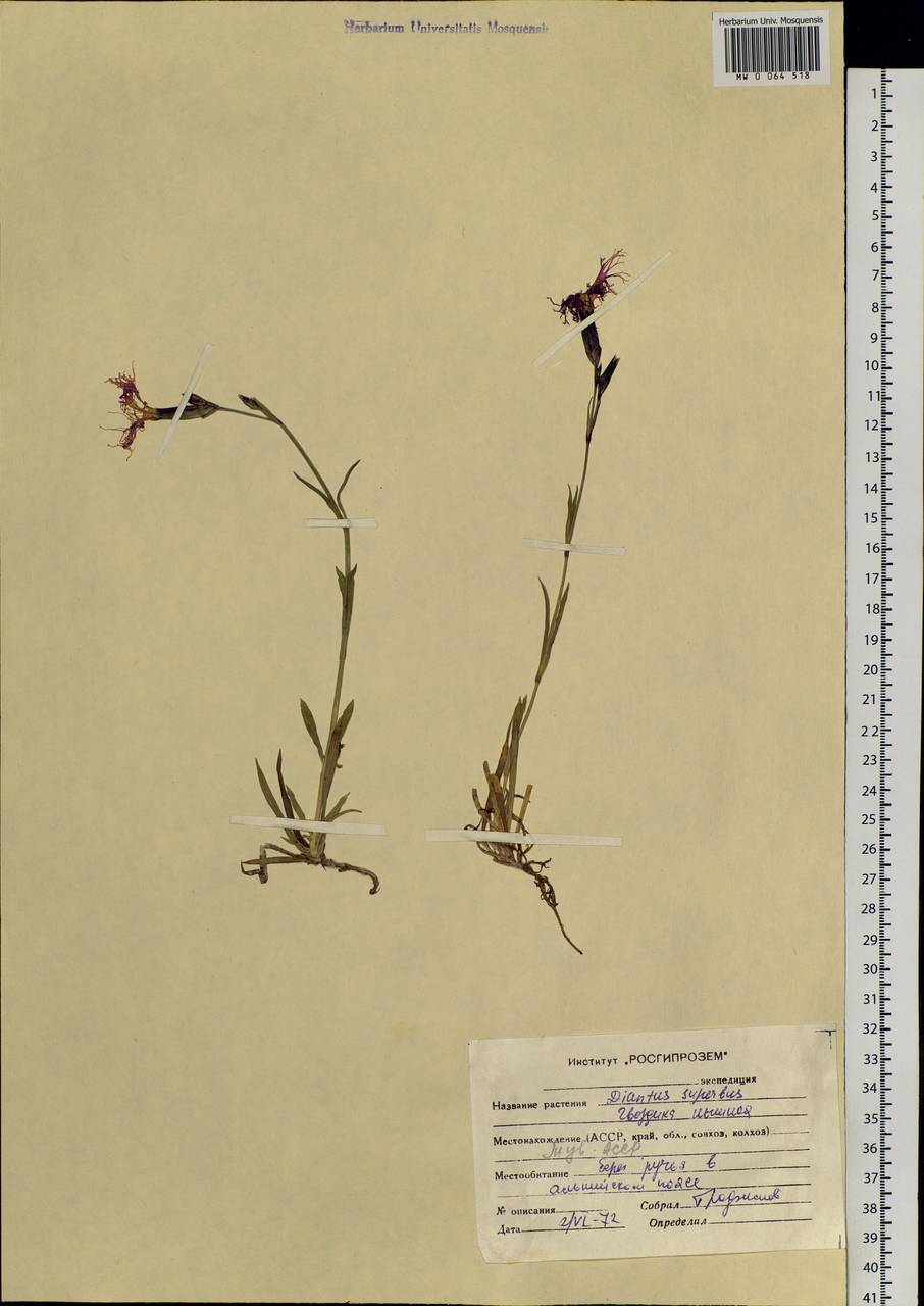 Dianthus superbus L., Siberia, Altai & Sayany Mountains (S2) (Russia)