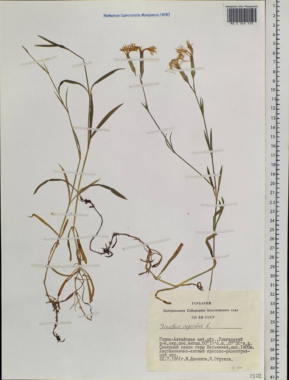 Dianthus superbus, Siberia, Altai & Sayany Mountains (S2) (Russia)