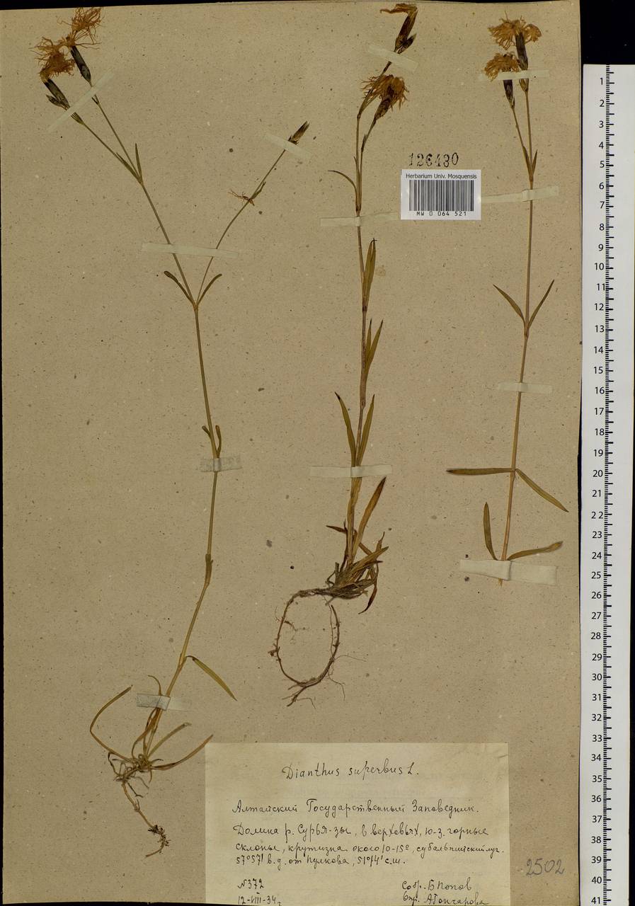 Dianthus superbus L., Siberia, Altai & Sayany Mountains (S2) (Russia)