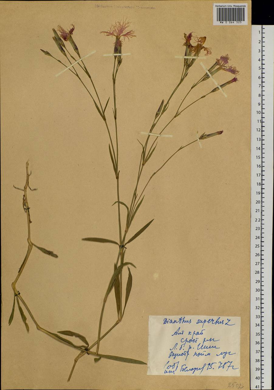 Dianthus superbus L., Siberia, Altai & Sayany Mountains (S2) (Russia)