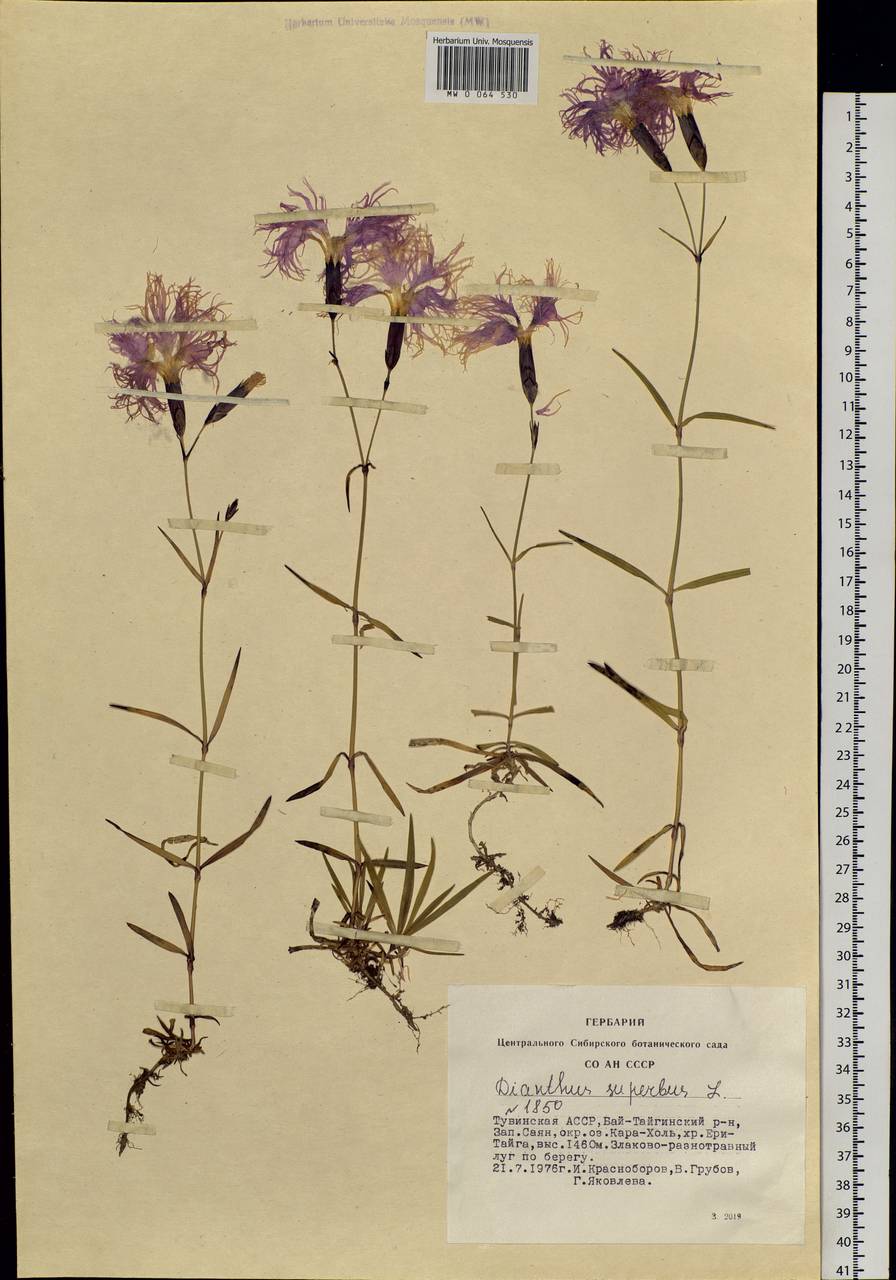 Dianthus superbus L., Siberia, Altai & Sayany Mountains (S2) (Russia)