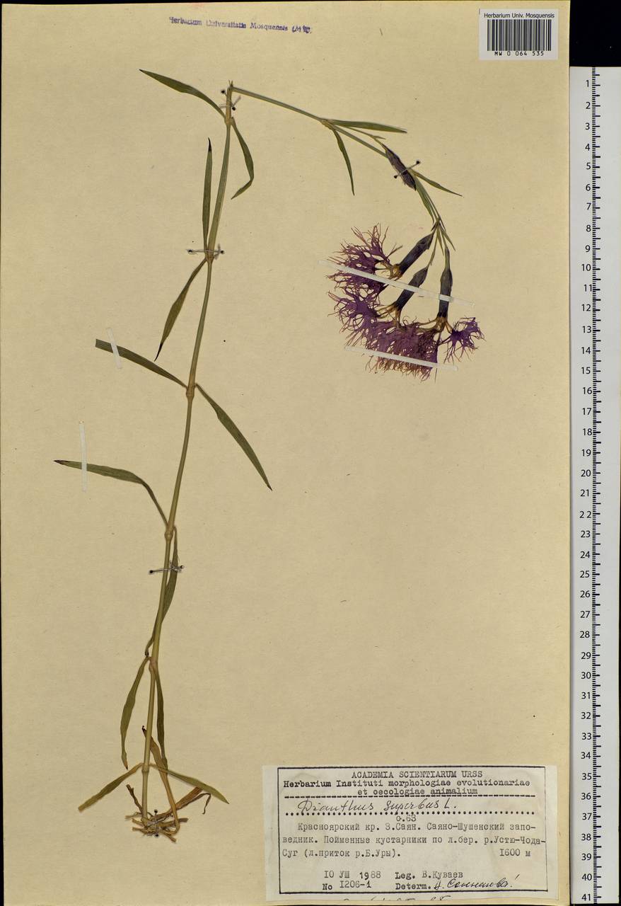 Dianthus superbus L., Siberia, Altai & Sayany Mountains (S2) (Russia)