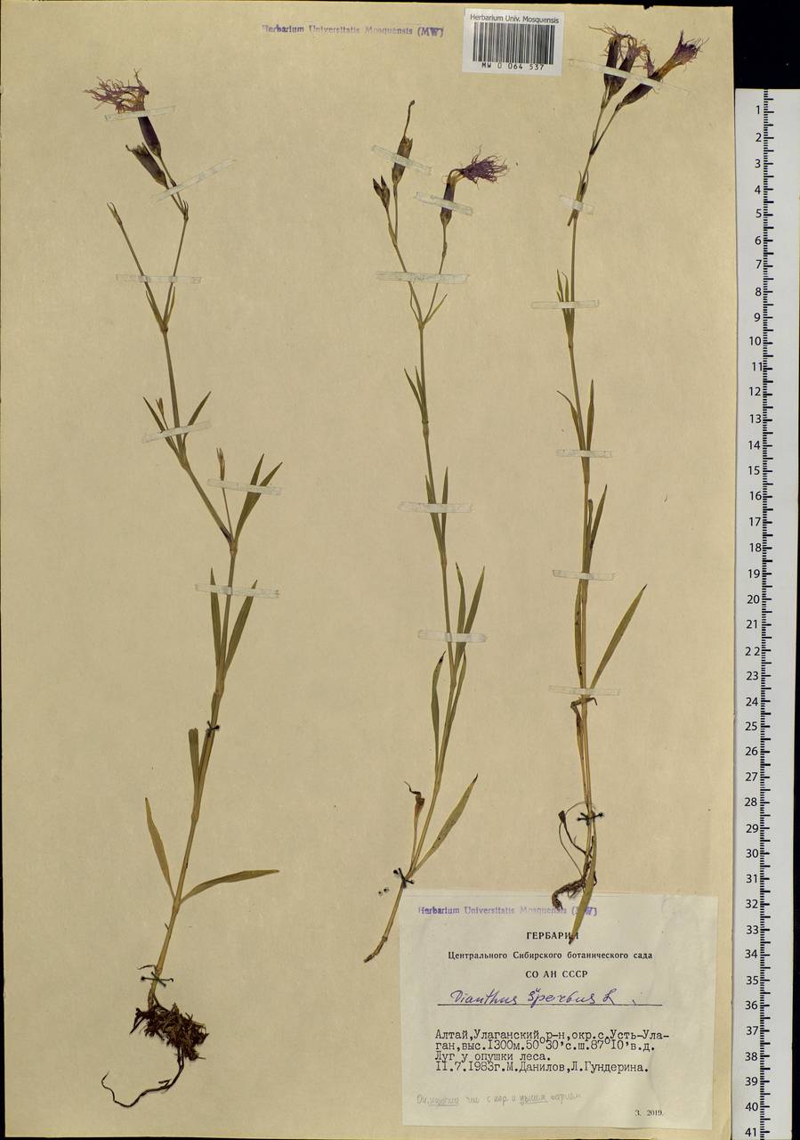 Dianthus superbus, Siberia, Altai & Sayany Mountains (S2) (Russia)