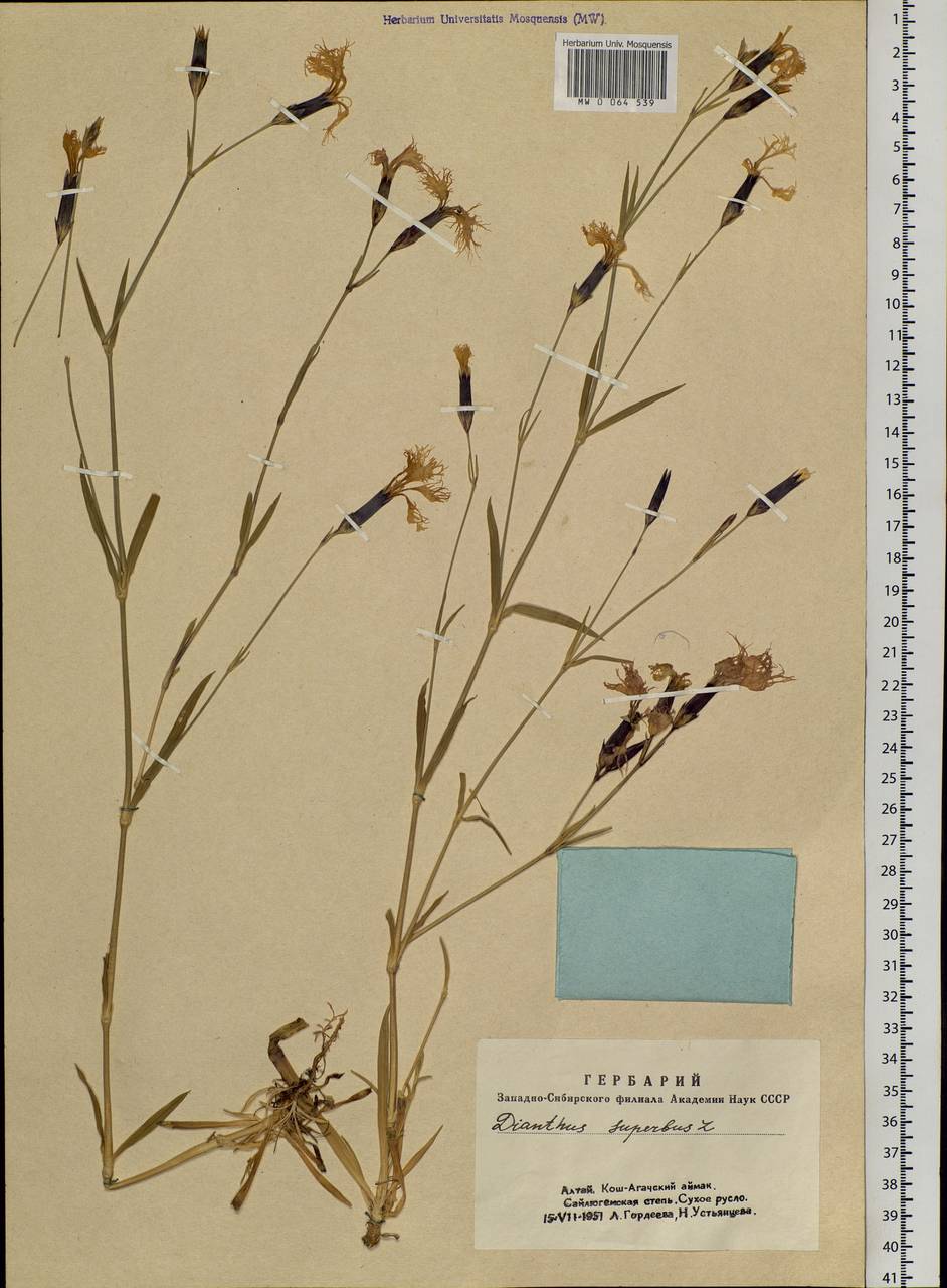 Dianthus superbus L., Siberia, Altai & Sayany Mountains (S2) (Russia)