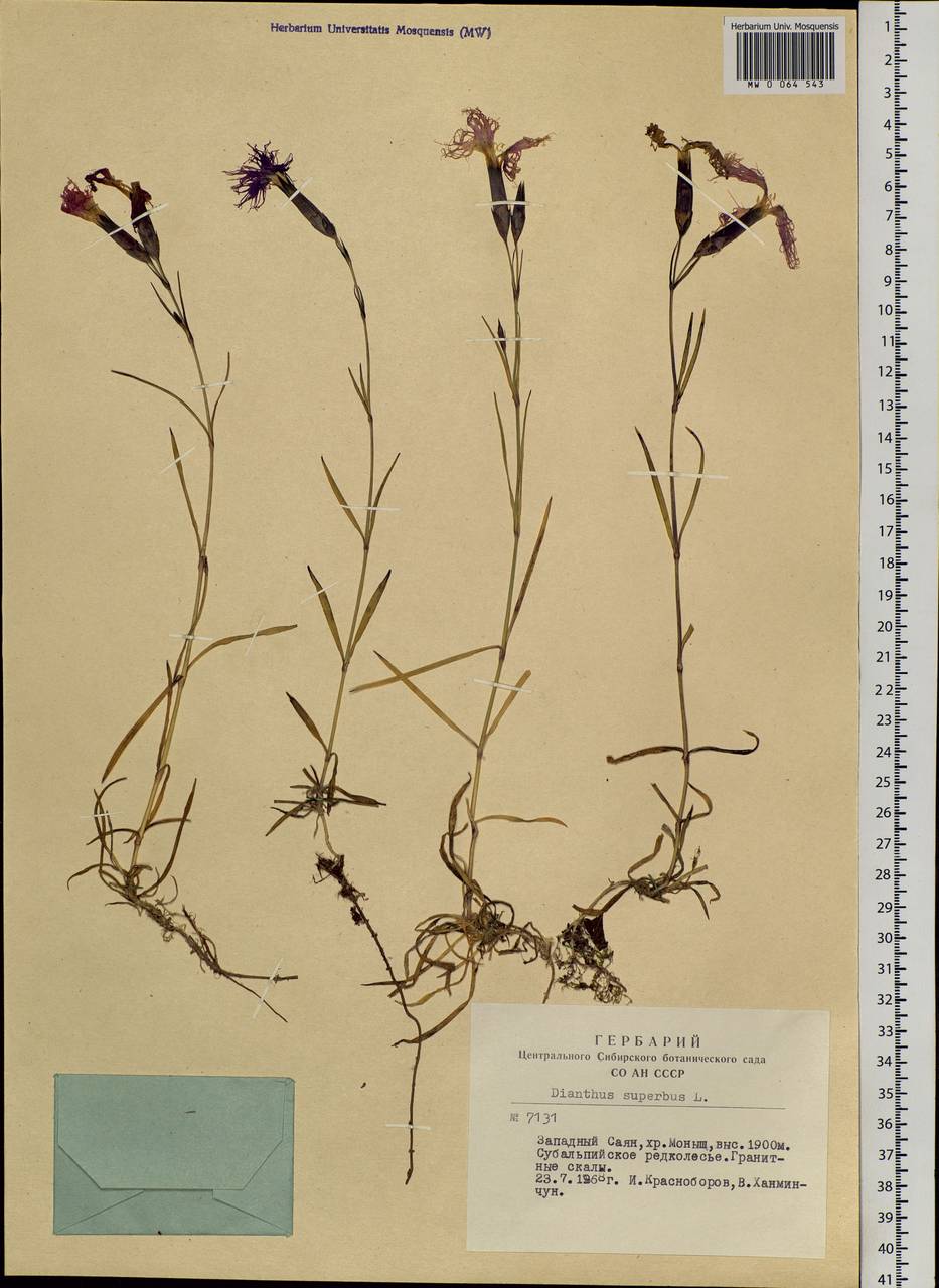 Dianthus superbus, Siberia, Altai & Sayany Mountains (S2) (Russia)