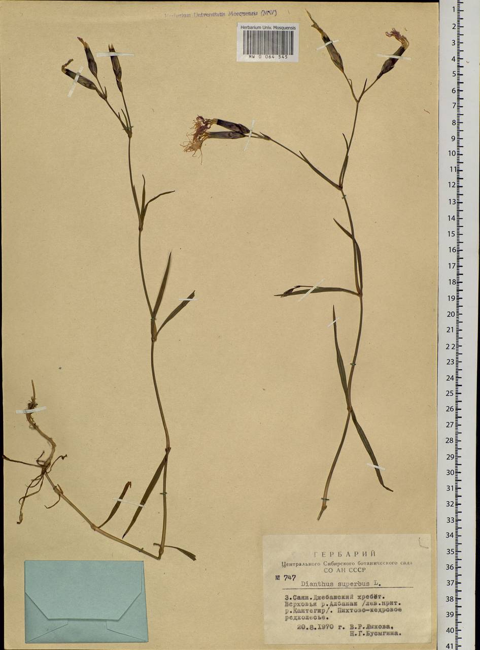 Dianthus superbus, Siberia, Altai & Sayany Mountains (S2) (Russia)