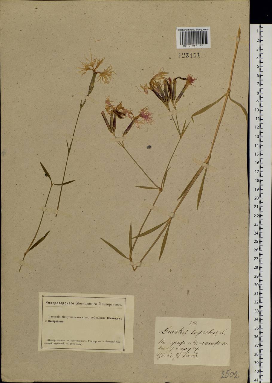 Dianthus superbus, Siberia, Altai & Sayany Mountains (S2) (Russia)