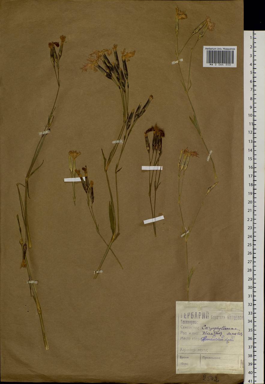 Dianthus superbus L., Siberia, Altai & Sayany Mountains (S2) (Russia)
