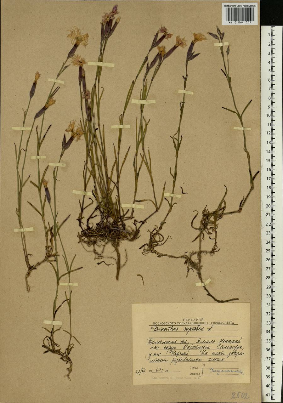 Dianthus superbus, Siberia, Western Siberia (S1) (Russia)
