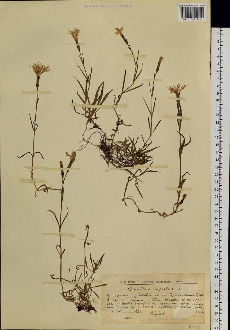 Dianthus superbus, Eastern Europe, Northern region (E1) (Russia)