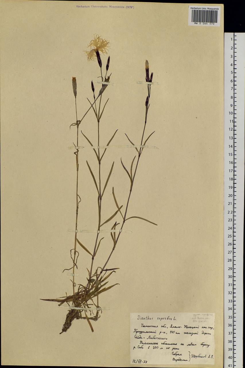 Dianthus superbus L., Siberia, Western Siberia (S1) (Russia)