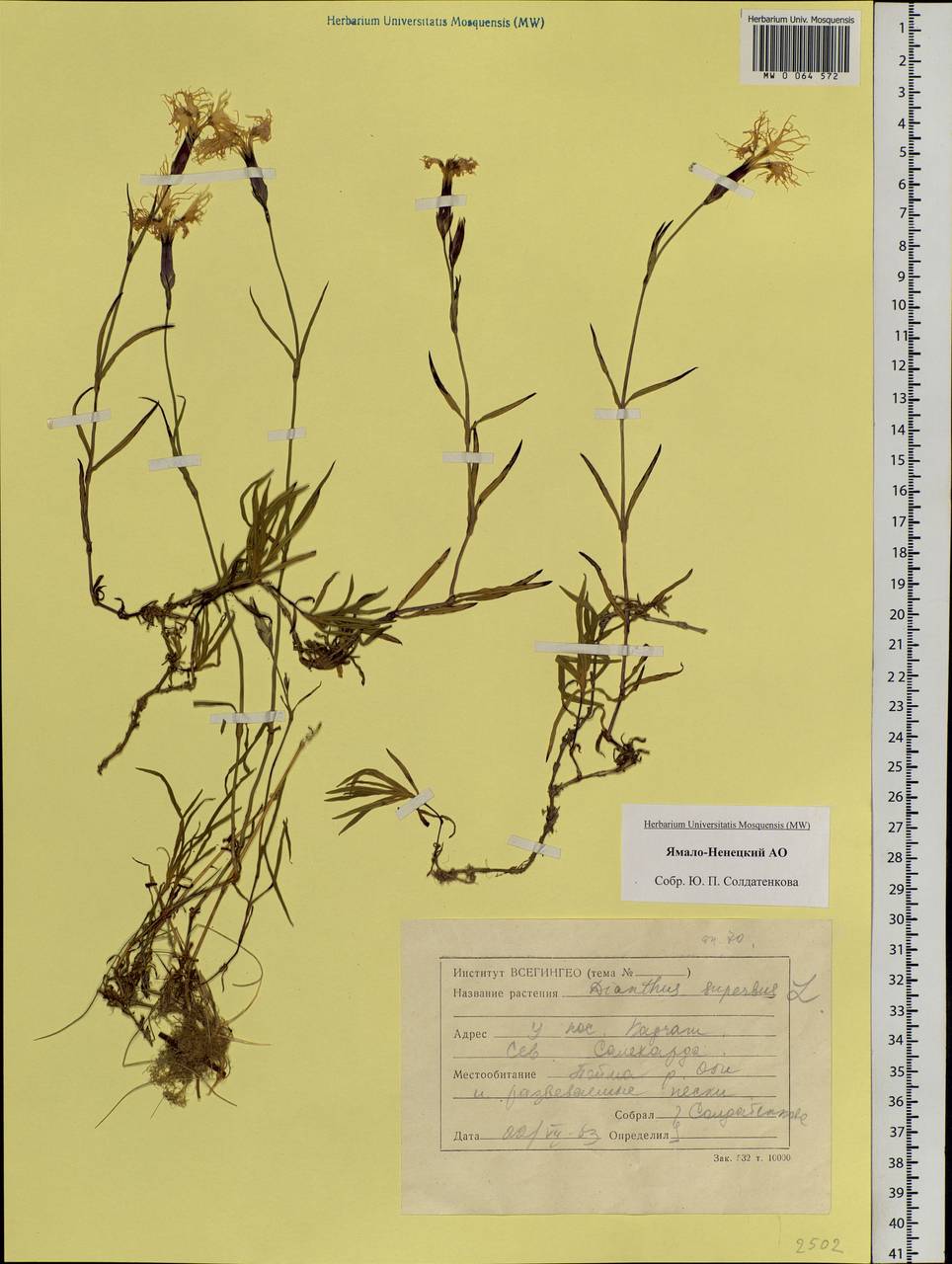 Dianthus superbus, Siberia, Western Siberia (S1) (Russia)