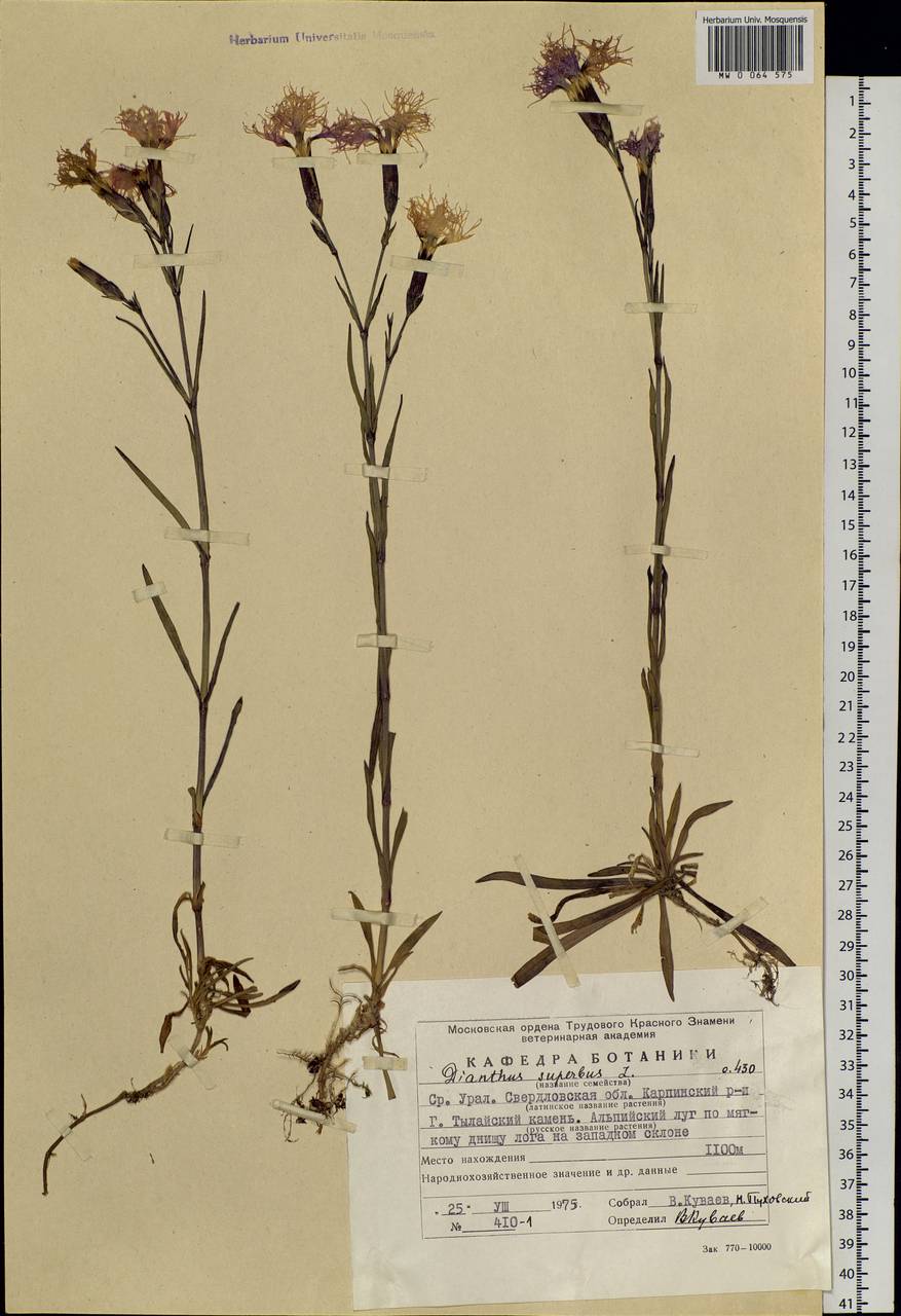 Dianthus superbus L., Eastern Europe, Eastern region (E10) (Russia)