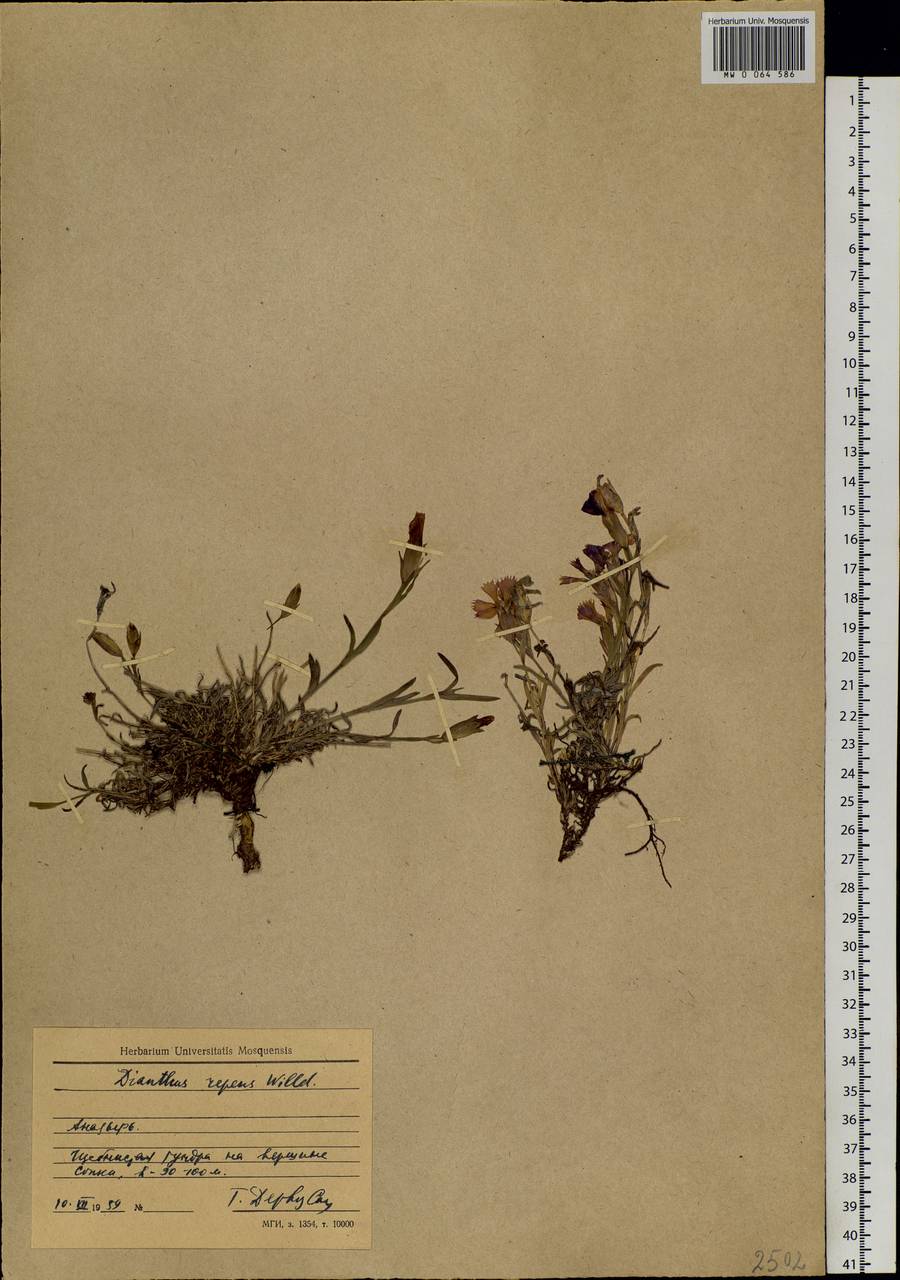 Dianthus repens Willd., Siberia, Chukotka & Kamchatka (S7) (Russia)