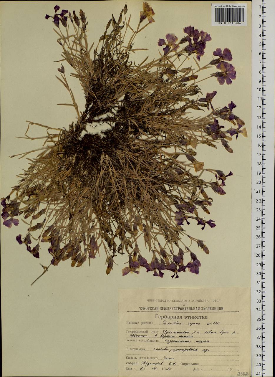 Dianthus repens, Siberia, Chukotka & Kamchatka (S7) (Russia)