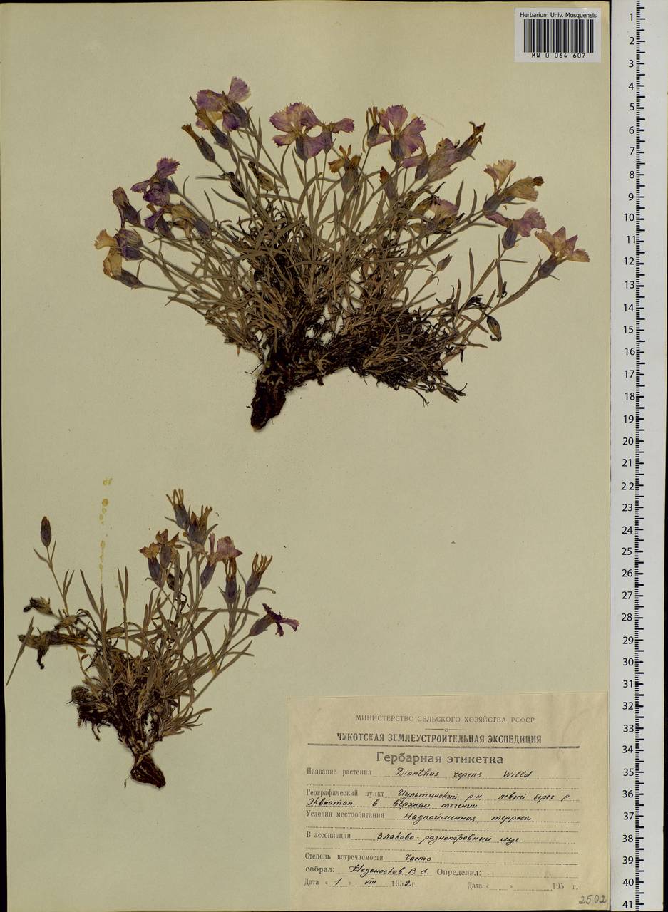 Dianthus repens, Siberia, Chukotka & Kamchatka (S7) (Russia)