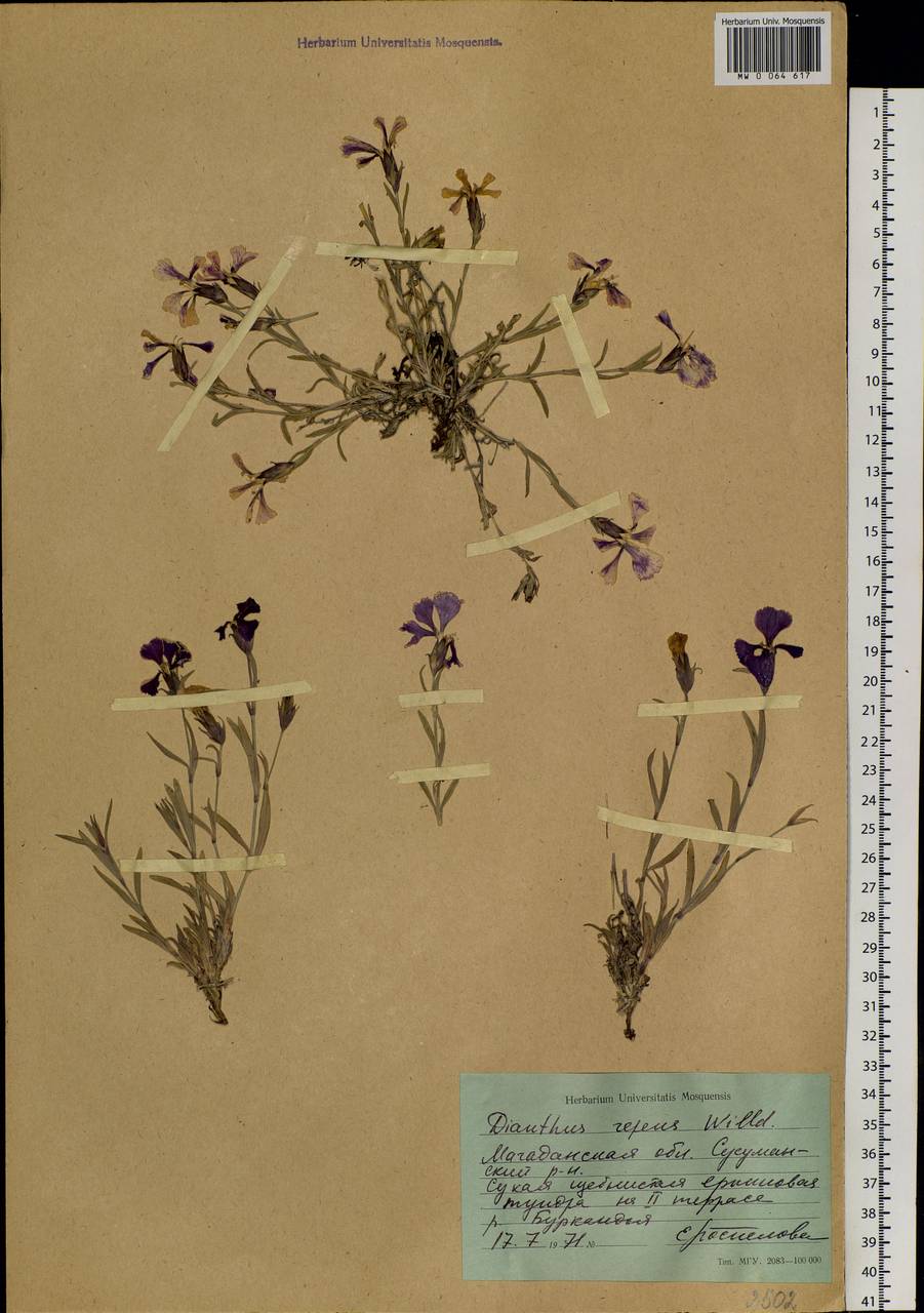 Dianthus repens, Siberia, Chukotka & Kamchatka (S7) (Russia)