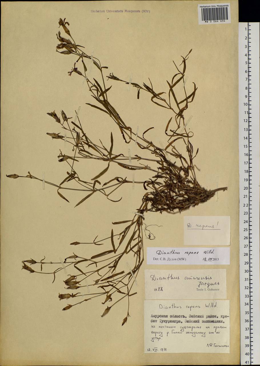 Dianthus repens Willd., Siberia, Russian Far East (S6) (Russia)