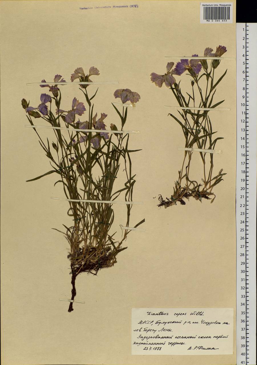 Dianthus repens Willd., Siberia, Yakutia (S5) (Russia)