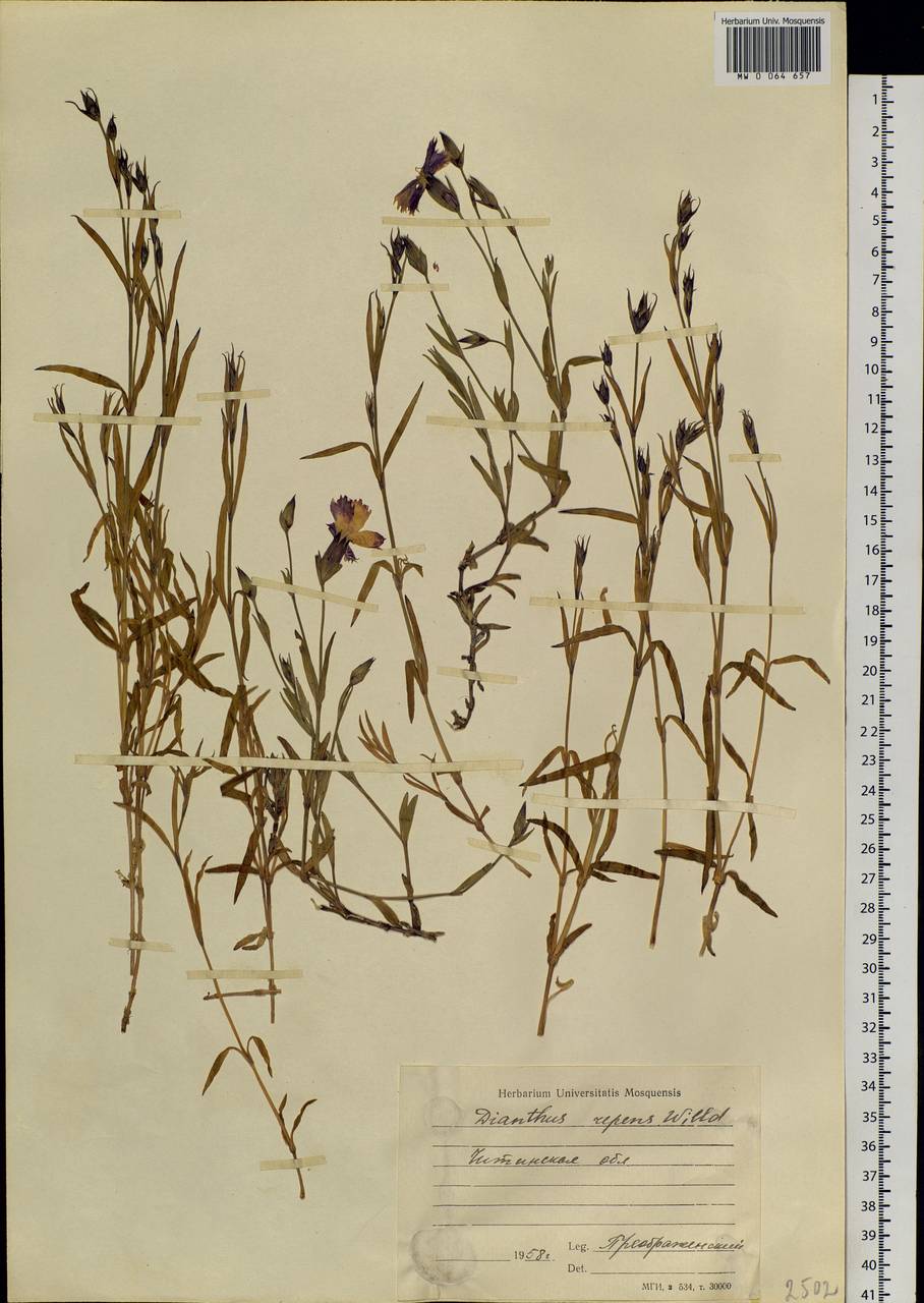 Dianthus repens, Siberia, Baikal & Transbaikal region (S4) (Russia)