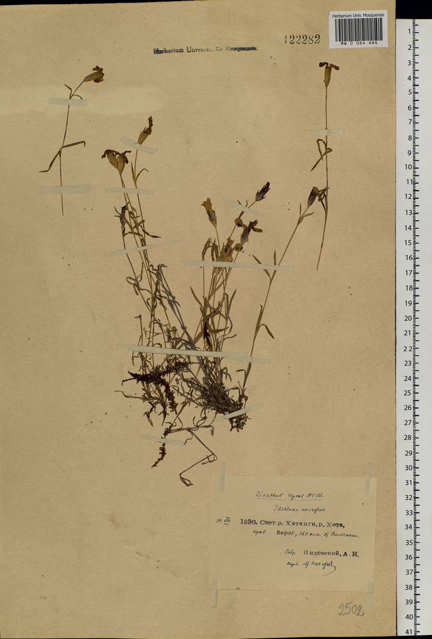 Dianthus repens, Siberia, Central Siberia (S3) (Russia)