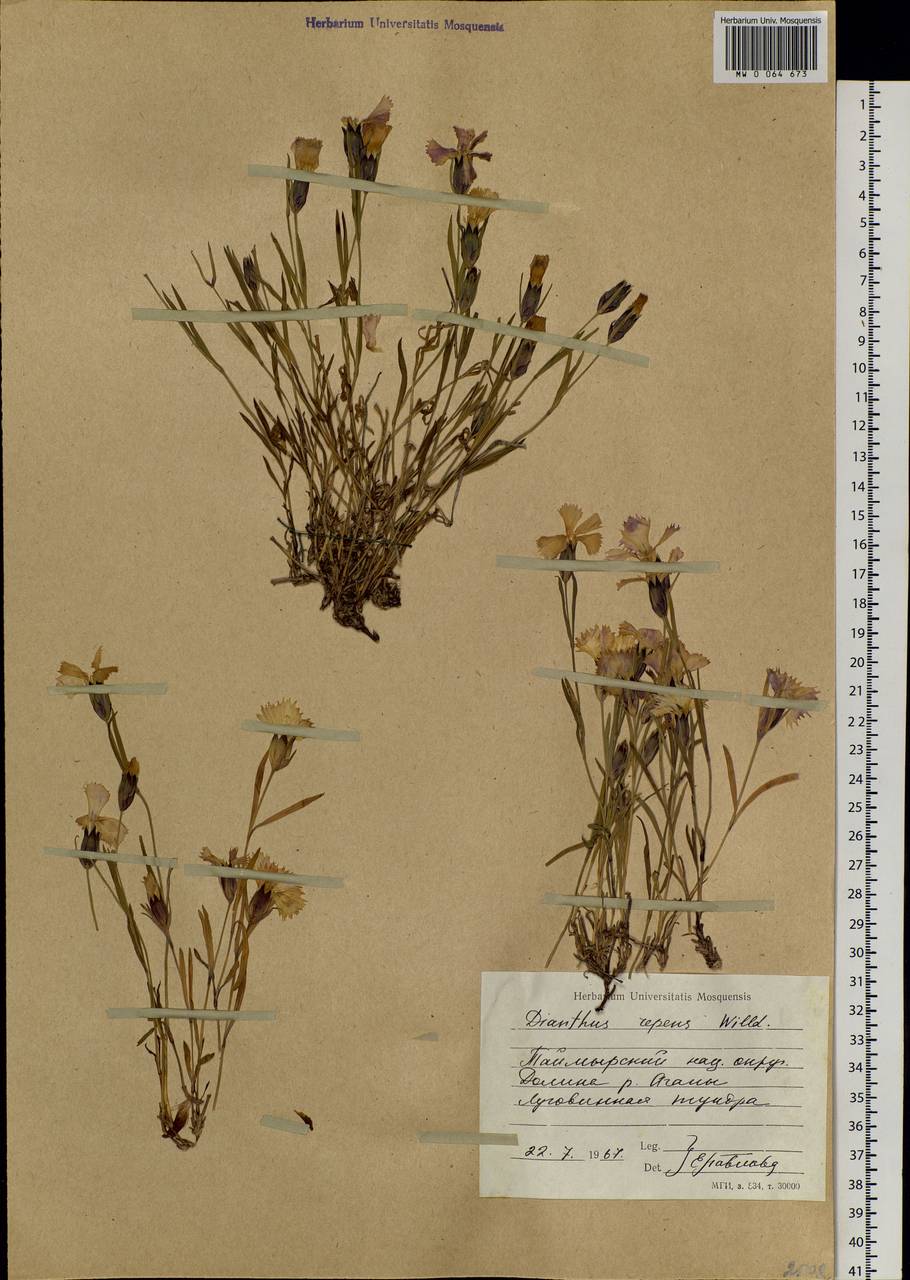 Dianthus repens, Siberia, Central Siberia (S3) (Russia)