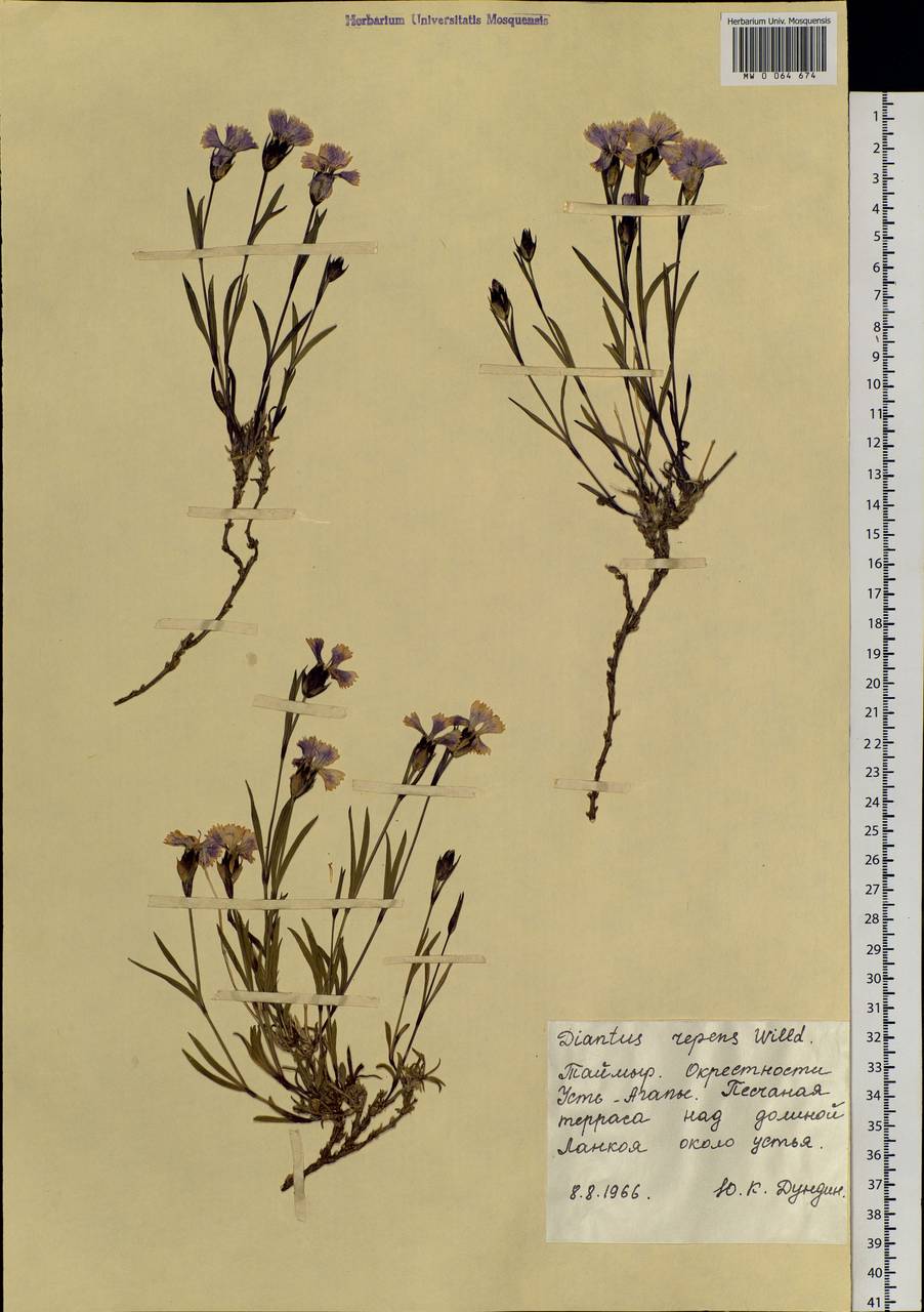 Dianthus repens, Siberia, Central Siberia (S3) (Russia)