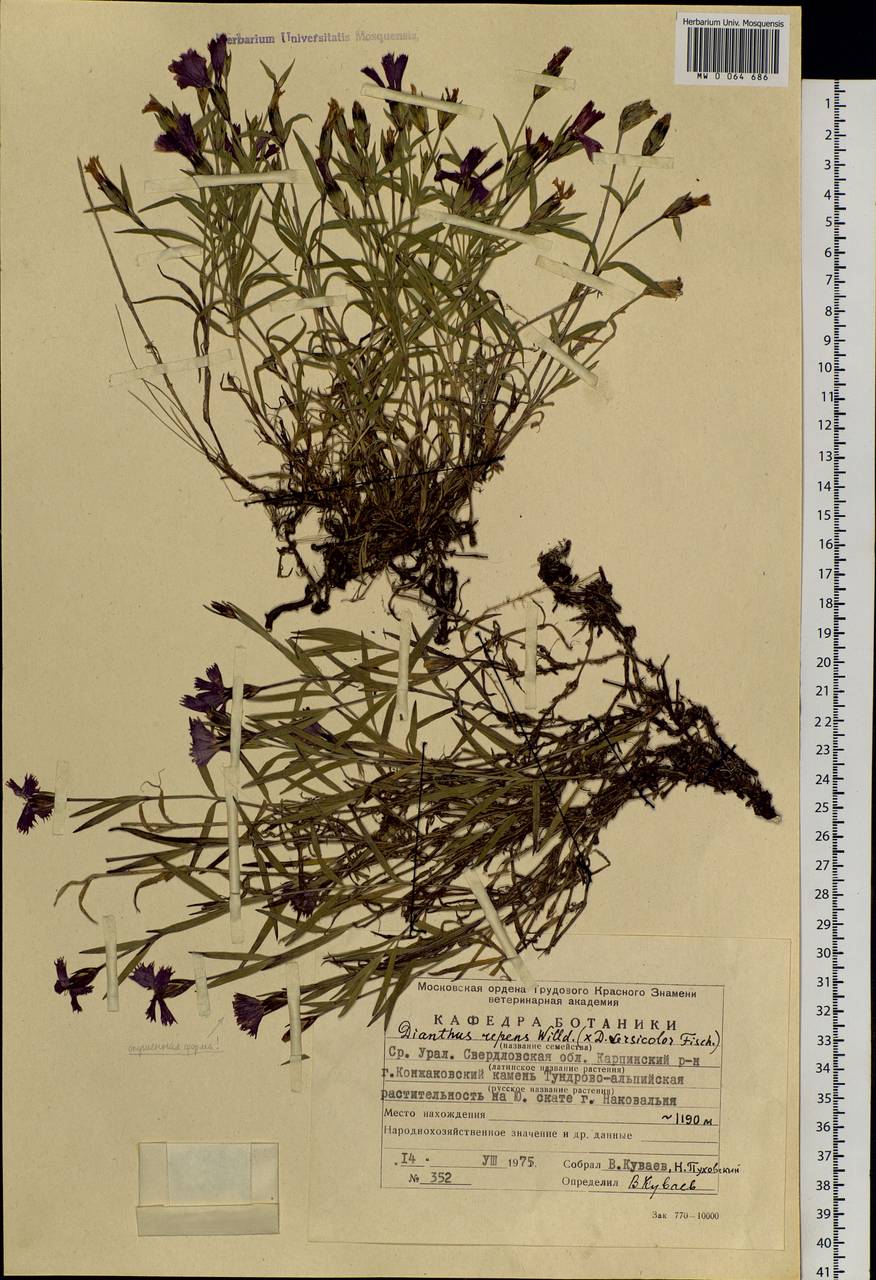 Dianthus repens, Eastern Europe, Eastern region (E10) (Russia)