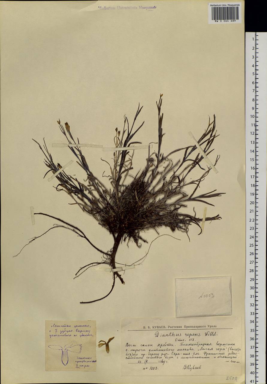 Dianthus repens, Siberia, Western Siberia (S1) (Russia)