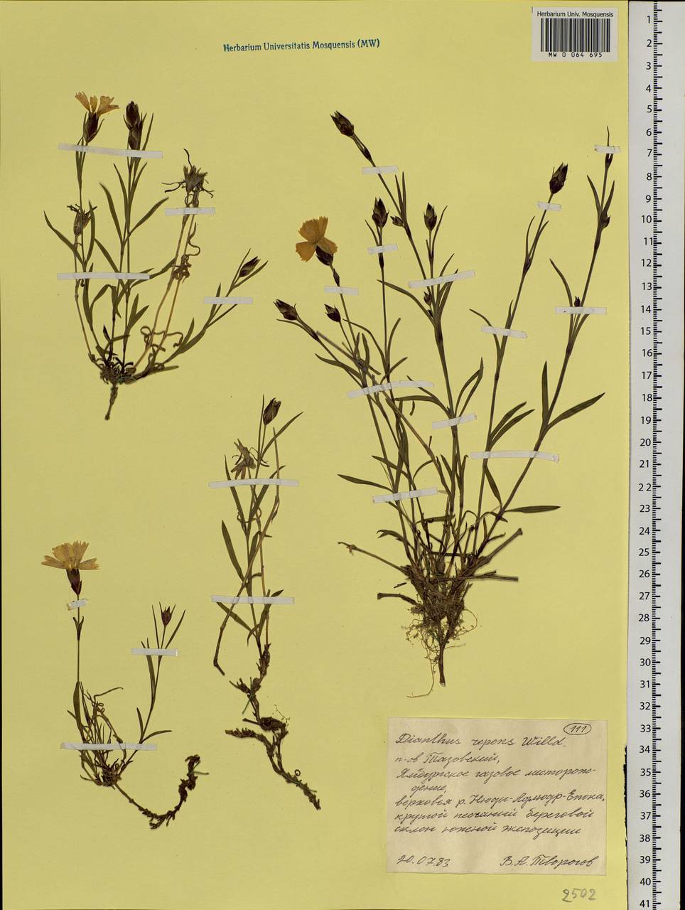 Dianthus repens Willd., Siberia, Western Siberia (S1) (Russia)