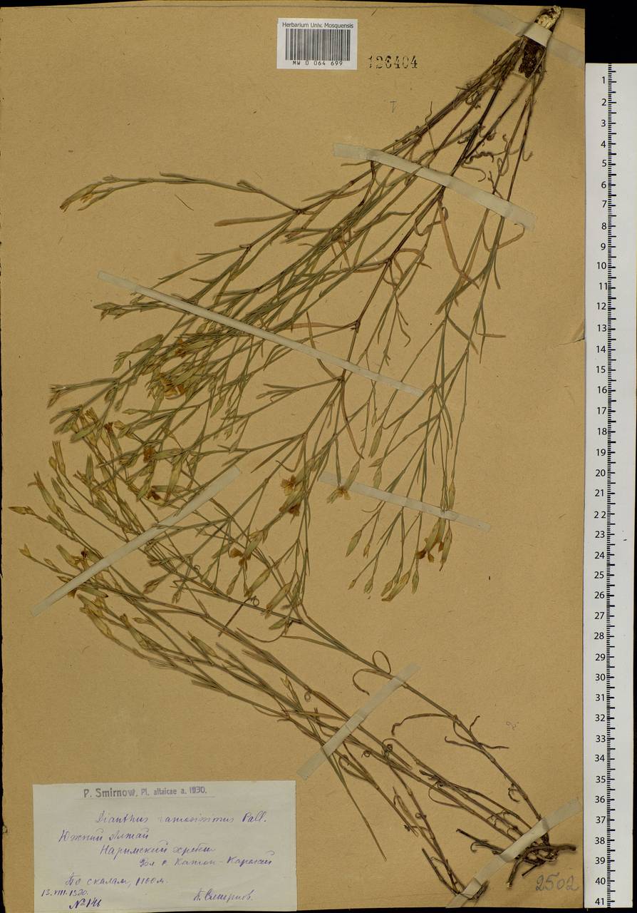 Dianthus ramosissimus Pall. ex Poir., Siberia, Western (Kazakhstan) Altai Mountains (S2a) (Kazakhstan)