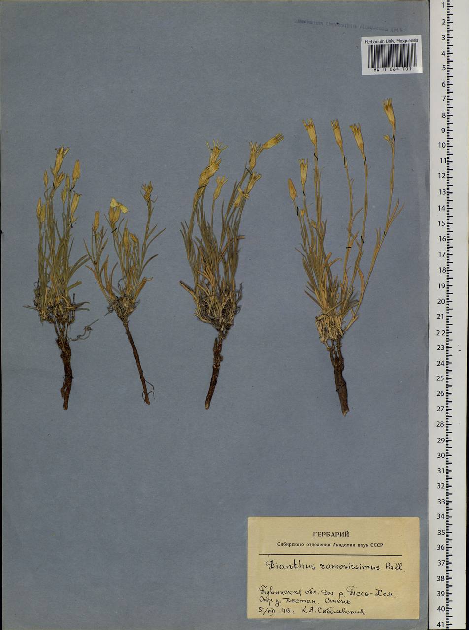 Dianthus ramosissimus Pall. ex Poir., Siberia, Altai & Sayany Mountains (S2) (Russia)