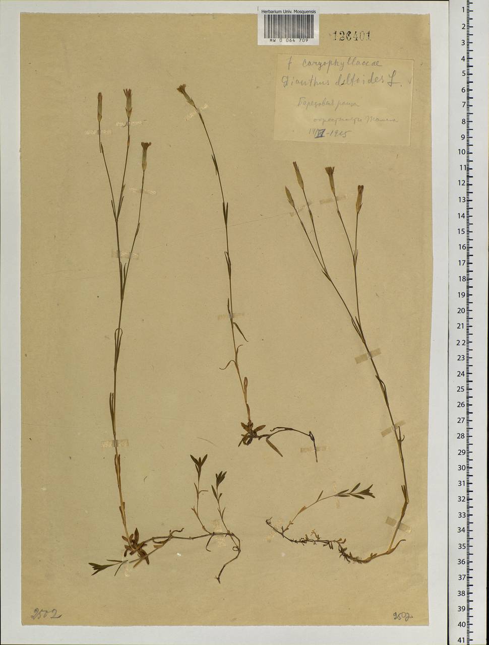 Dianthus deltoides L., Siberia, Western Siberia (S1) (Russia)