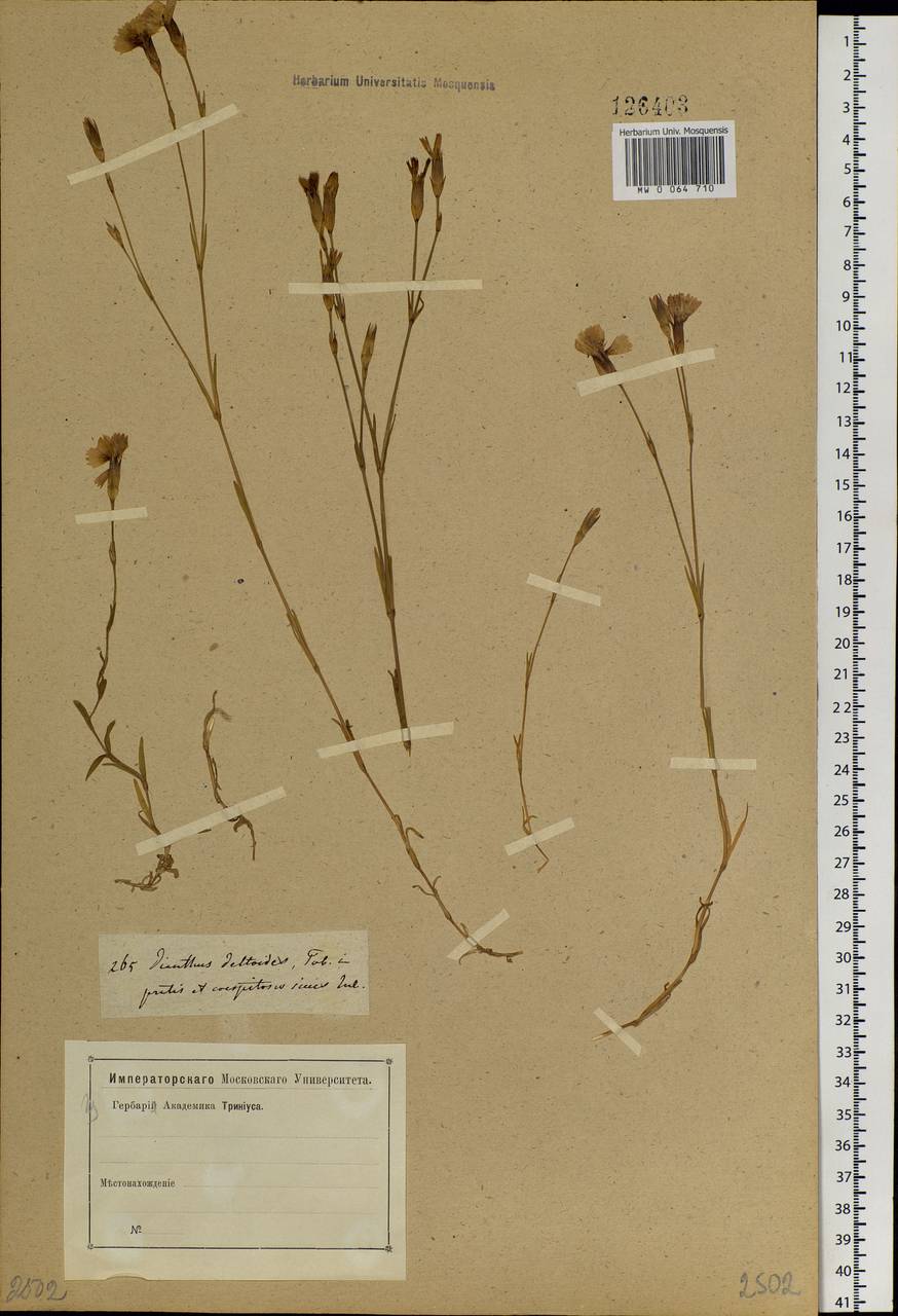 Dianthus deltoides L., Siberia, Western Siberia (S1) (Russia)