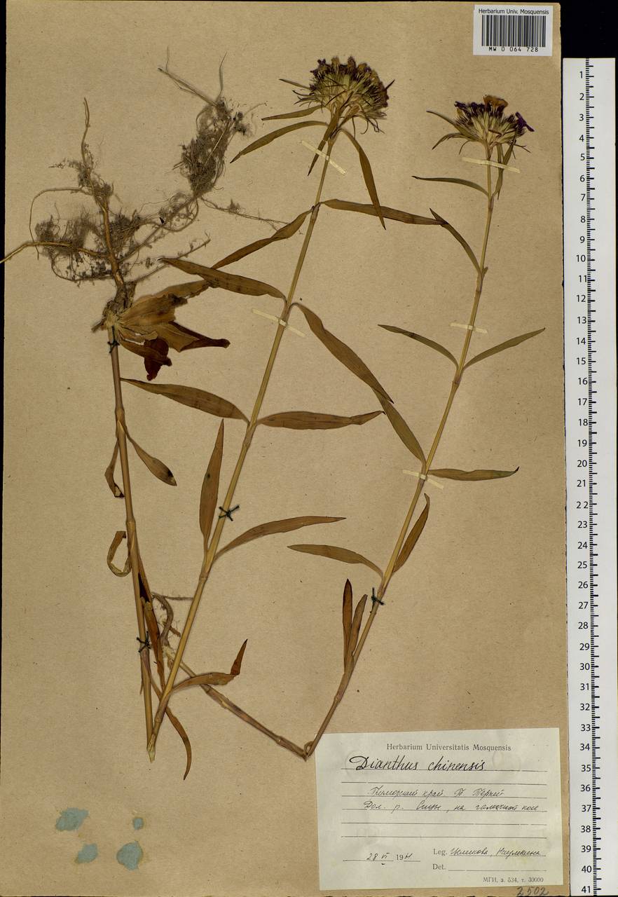 Dianthus barbatus, Siberia, Russian Far East (S6) (Russia)