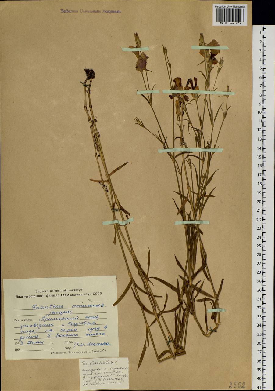 Dianthus chinensis L., Siberia, Russian Far East (S6) (Russia)