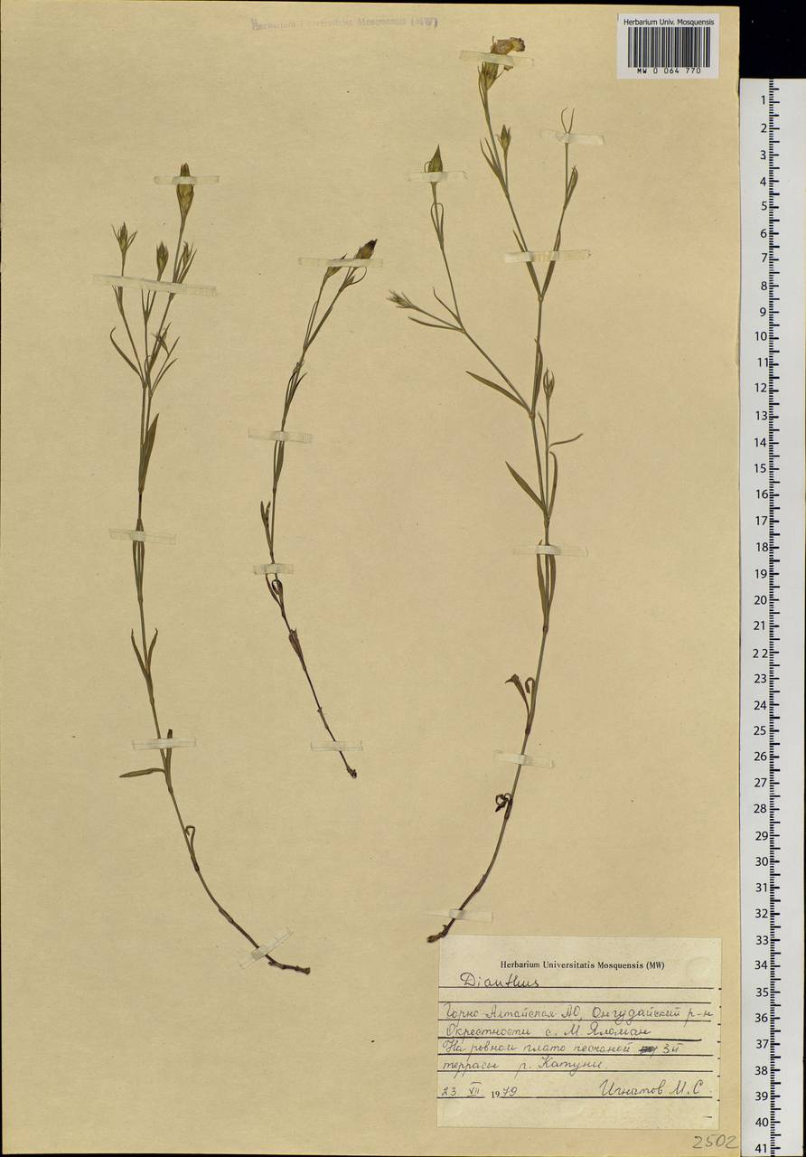 Dianthus, Siberia, Altai & Sayany Mountains (S2) (Russia)