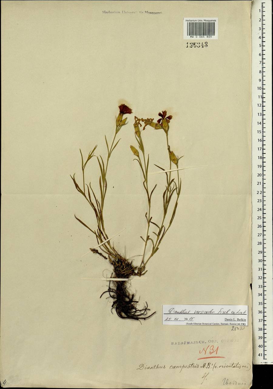 Dianthus chinensis L., Siberia, Baikal & Transbaikal region (S4) (Russia)