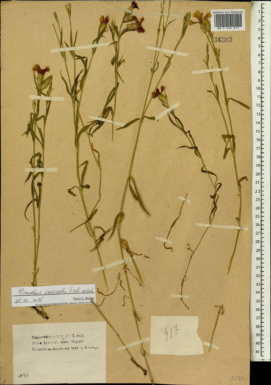Dianthus chinensis, Siberia, Baikal & Transbaikal region (S4) (Russia)