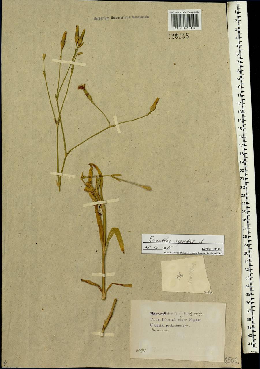 Dianthus superbus, Siberia, Baikal & Transbaikal region (S4) (Russia)