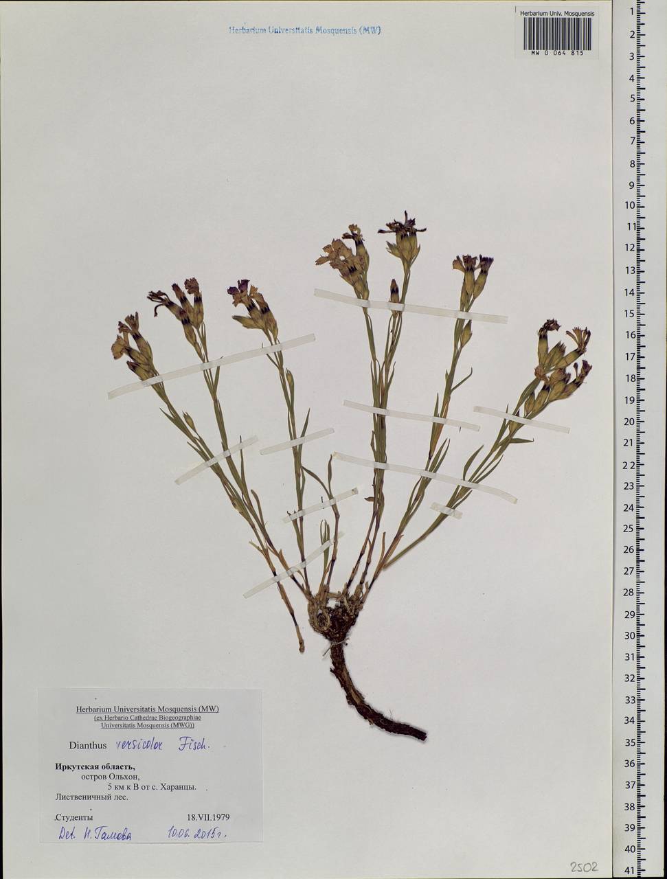 Dianthus chinensis L., Siberia, Baikal & Transbaikal region (S4) (Russia)