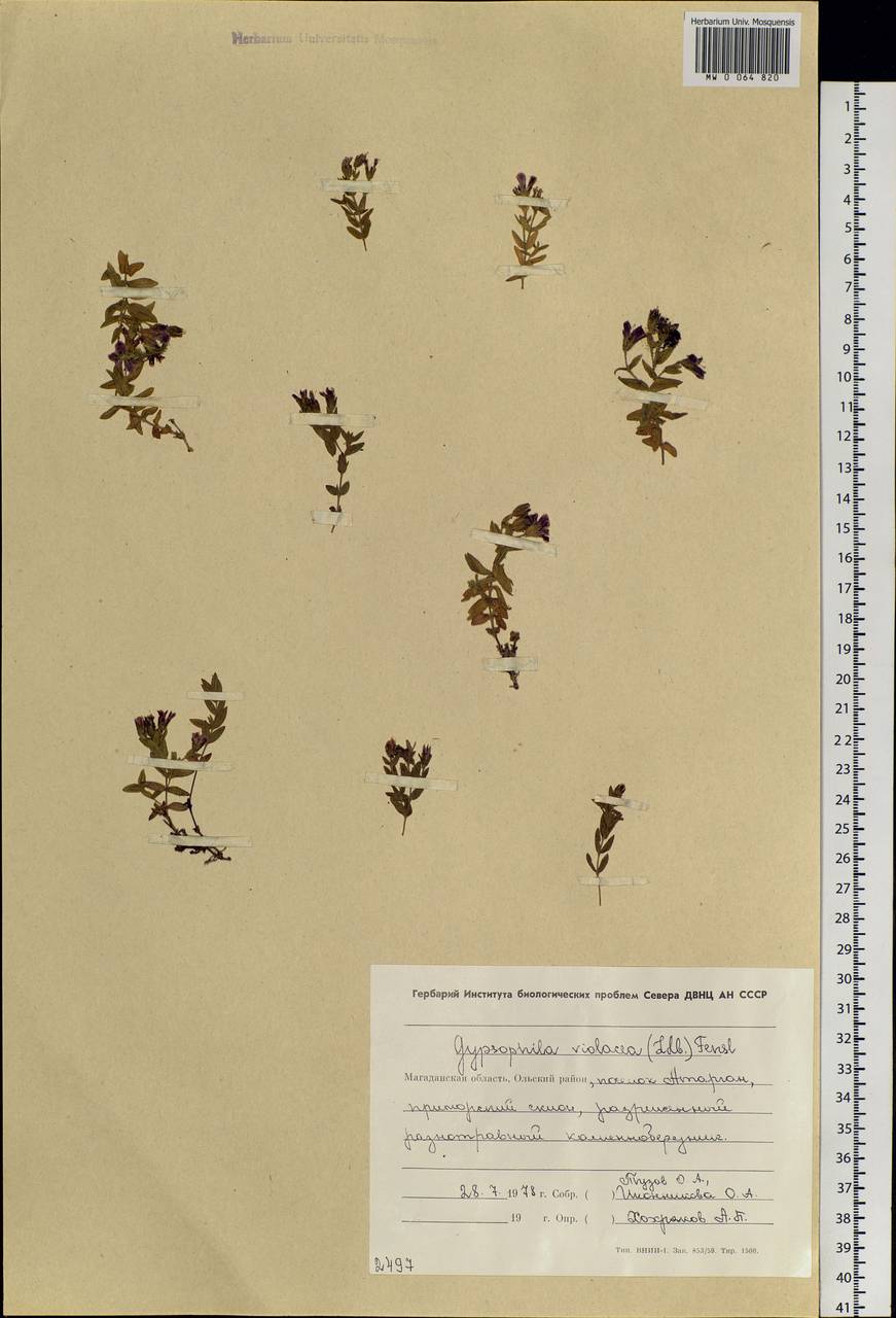 Heterochroa violacea (Ledeb.) Walp., Siberia, Chukotka & Kamchatka (S7) (Russia)