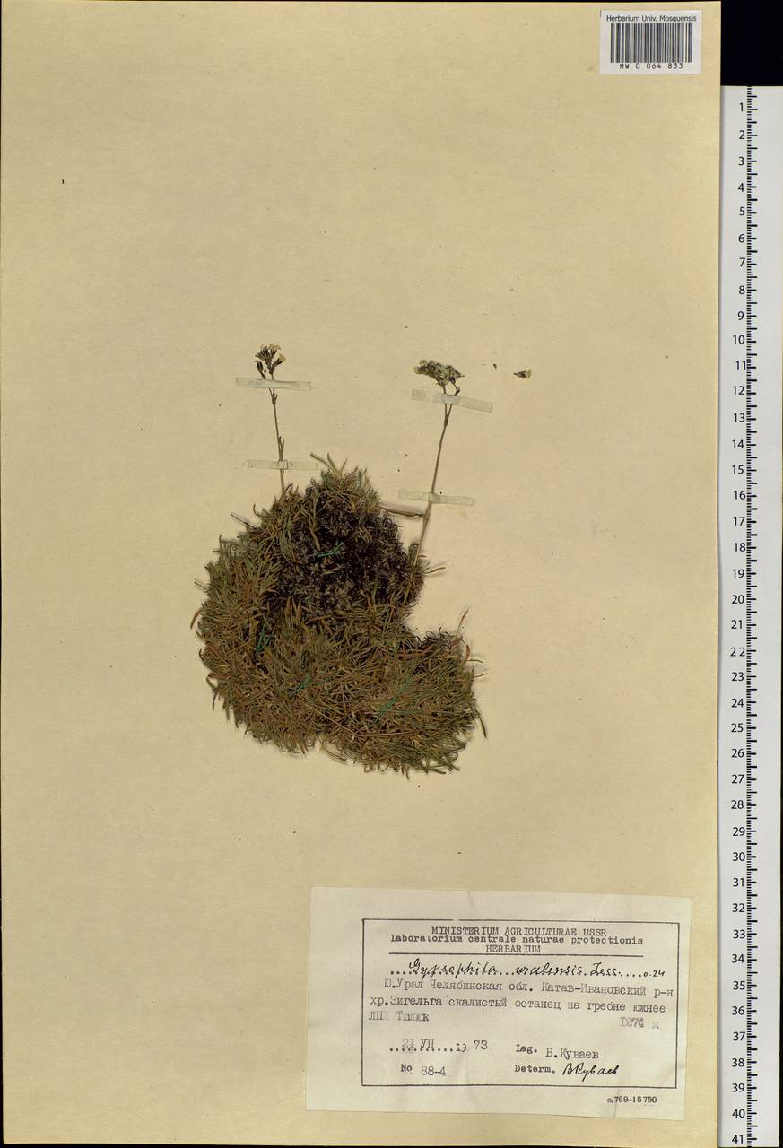 Gypsophila uralensis Less., Eastern Europe, Eastern region (E10) (Russia)