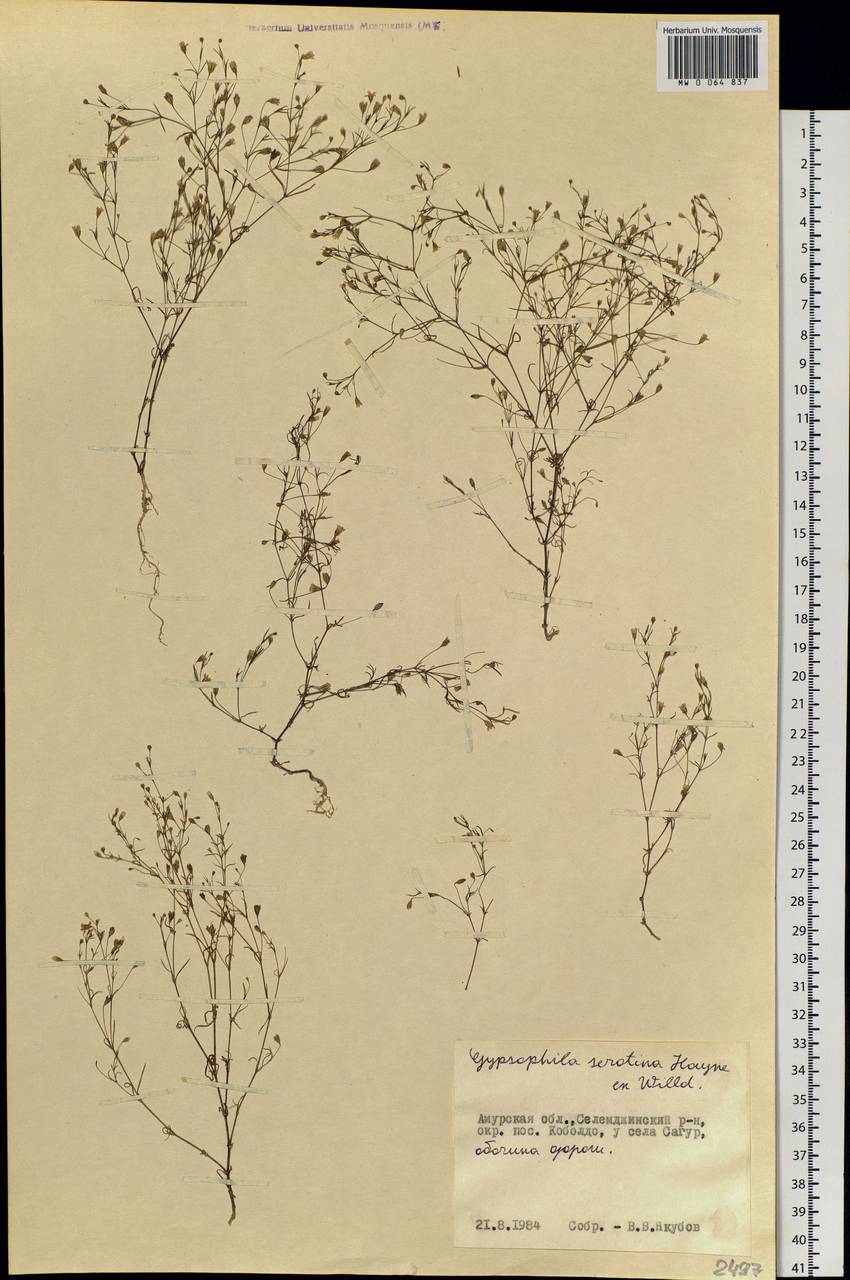 Psammophiliella muralis (L.) Ikonn., Siberia, Russian Far East (S6) (Russia)