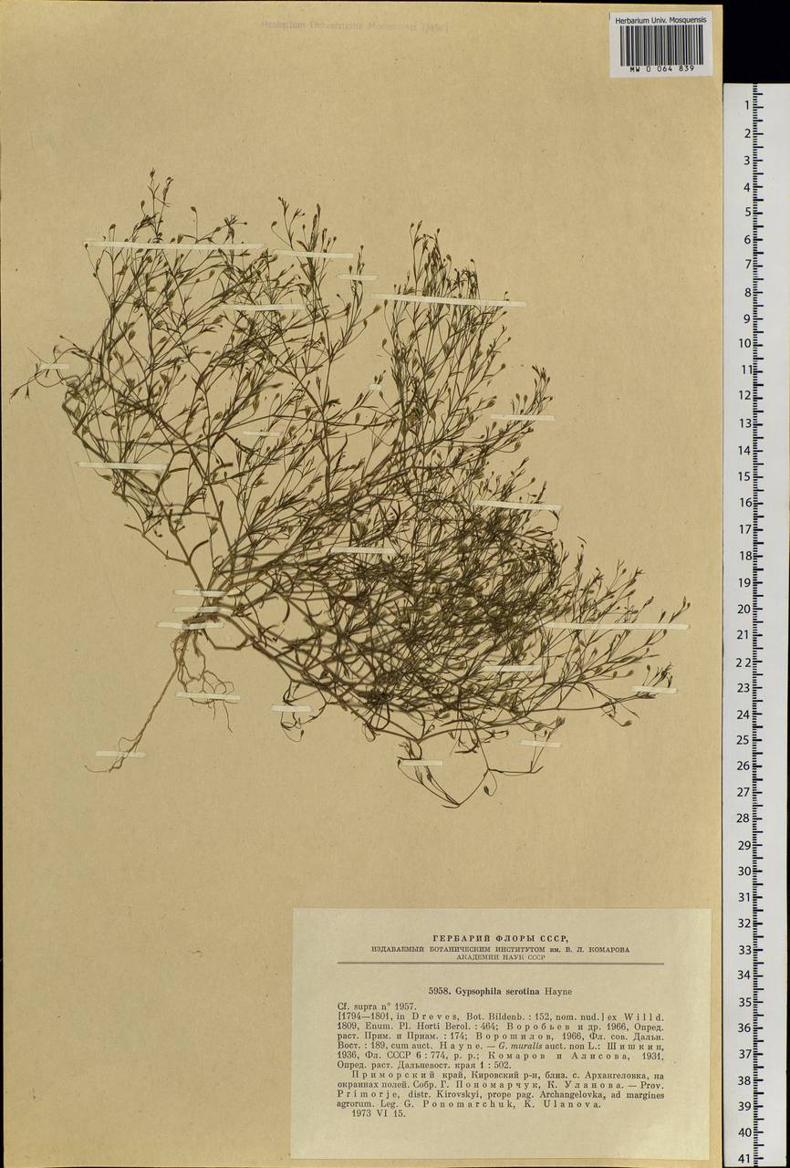 Psammophiliella muralis (L.) Ikonn., Siberia, Russian Far East (S6) (Russia)