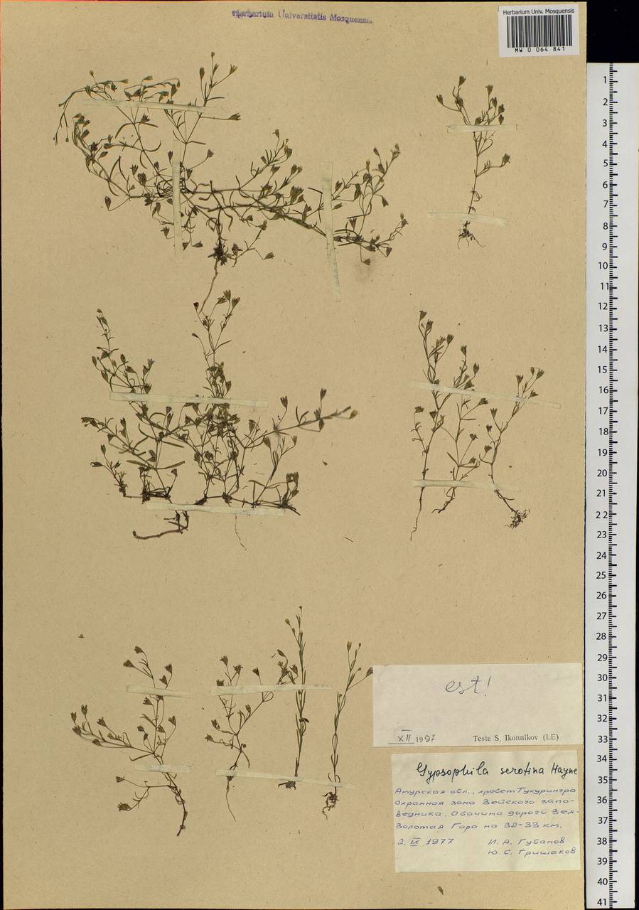 Psammophiliella muralis (L.) lkonn., Siberia, Russian Far East (S6) (Russia)