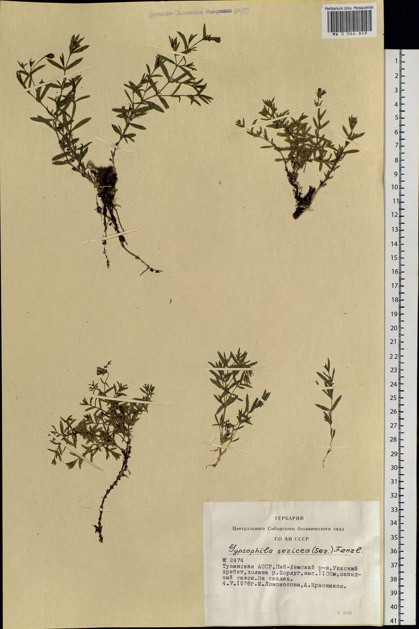 Heterochroa petraea Bunge, Siberia, Altai & Sayany Mountains (S2) (Russia)