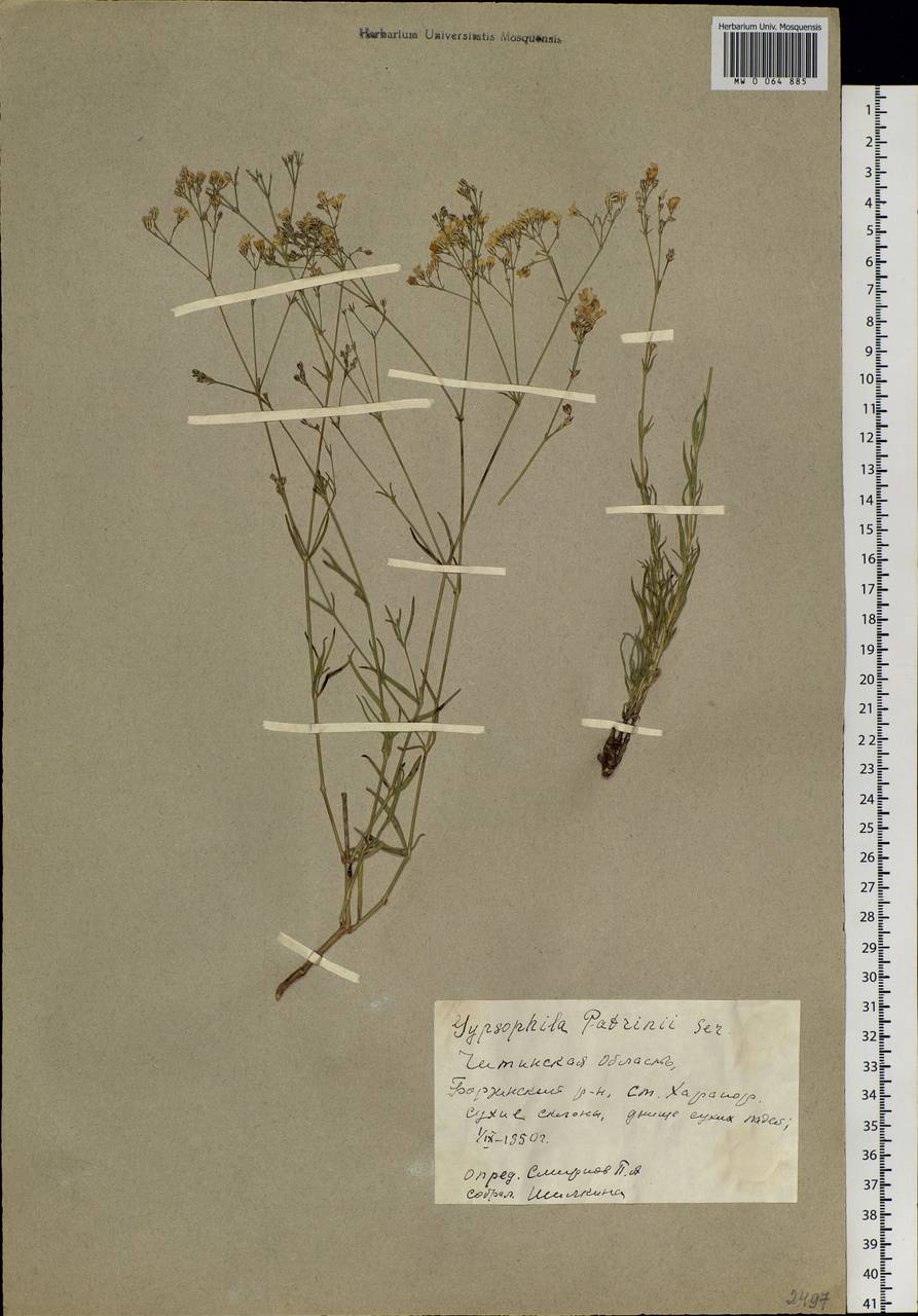 Gypsophila patrinii Ser., Siberia, Baikal & Transbaikal region (S4) (Russia)