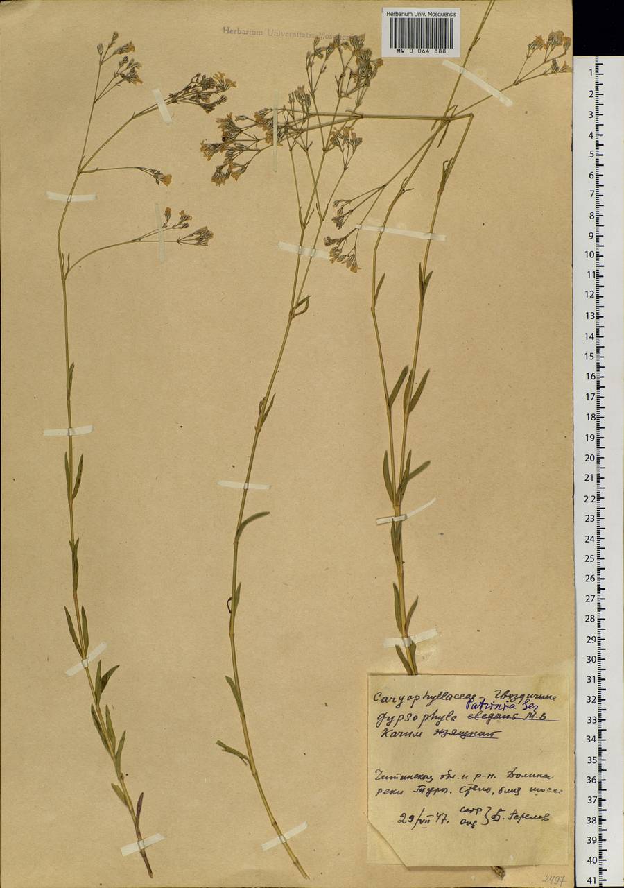 Gypsophila patrinii Ser., Siberia, Baikal & Transbaikal region (S4) (Russia)